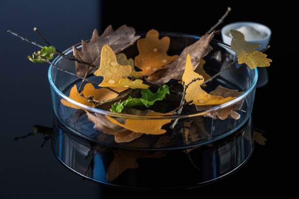 Oak leaves