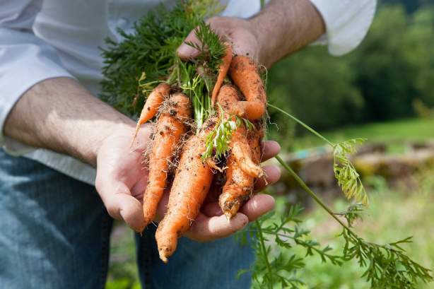 Carottes dans le potager