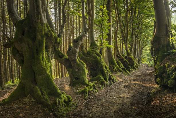 Allée des géants en montagne bourbonnaise